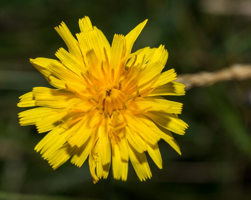 Scorzoneroides autumnalis / Dente di leone ramoso